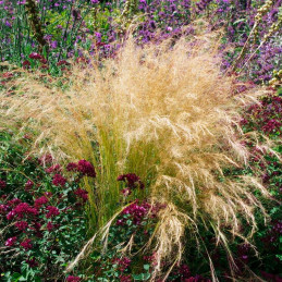  Grass 1000 Semillas Nassella tenuissima Nasselia Pony Tails Flor Corte Jardin 68.644068 Grass 1000 Semillas Nassella tenuissima