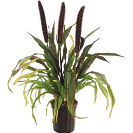  Grass 100 Semillas Pennisetum glaucum Ornamental Millet Purple Baron Flor Corte Jardin 80.508475 Grass 100 Semillas Pennisetum 