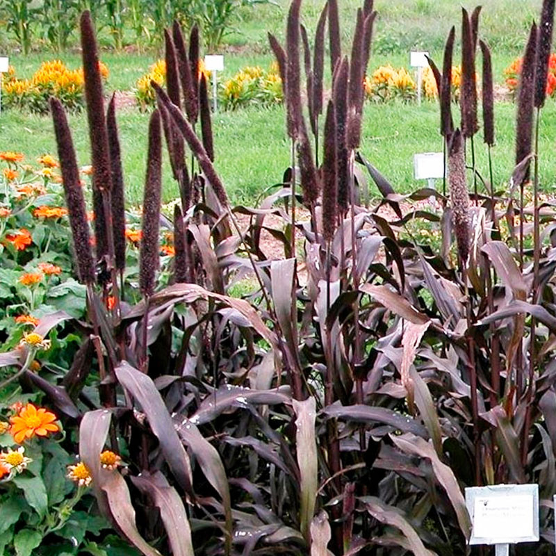  Grass 100 Semillas Pennisetum glaucum Ornamental Millet Purple Baron Flor Corte Jardin 80.508475 Grass 100 Semillas Pennisetum 