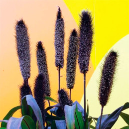  Grass 100 Semillas Pennisetum glaucum Ornamental Millet Purple Baron Flor Corte Jardin 80.508475 Grass 100 Semillas Pennisetum 