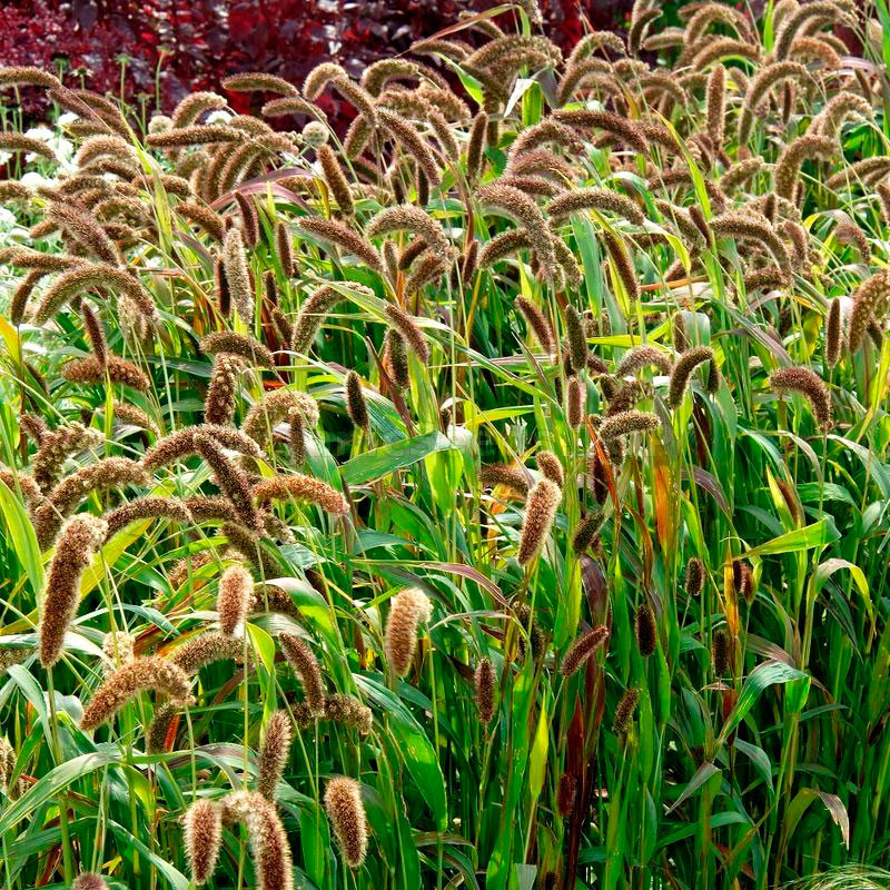  Grass 100 Semillas Setaria italica Setaroa Hylander Flor Corte Jardin 68 Grass 100 Semillas Setaria italica Setaroa Hylander Fl