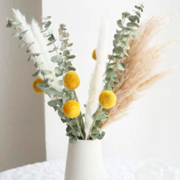  Eucalipto 1000 Semillas Eucalyptus pulverulenta Baby Blue- Foliage Flor Corte 480 Eucalipto 1000 Semillas Eucalyptus pulverulen