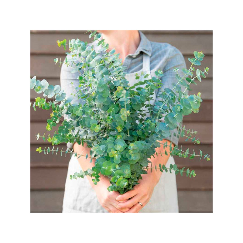  Eucalipto 1000 Semillas Eucalyptus pulverulenta Baby Blue- Foliage Flor Corte 480 Eucalipto 1000 Semillas Eucalyptus pulverulen