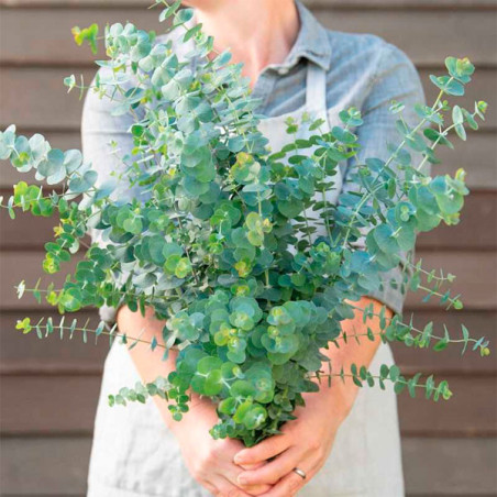  Eucalipto 1000 Semillas Eucalyptus pulverulenta Baby Blue- Foliage Flor Corte 480 Eucalipto 1000 Semillas Eucalyptus pulverulen