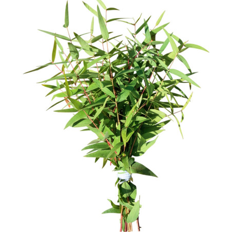  Eucalipto 100 Semillas Eucalyptus citriodora Lemon Bush Flor Follaje Corte 68 Eucalipto 100 Semillas Eucalyptus citriodora Lemo