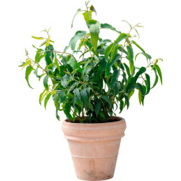  Eucalipto 100 Semillas Eucalyptus citriodora Lemon Bush Flor Follaje Corte 68 Eucalipto 100 Semillas Eucalyptus citriodora Lemo