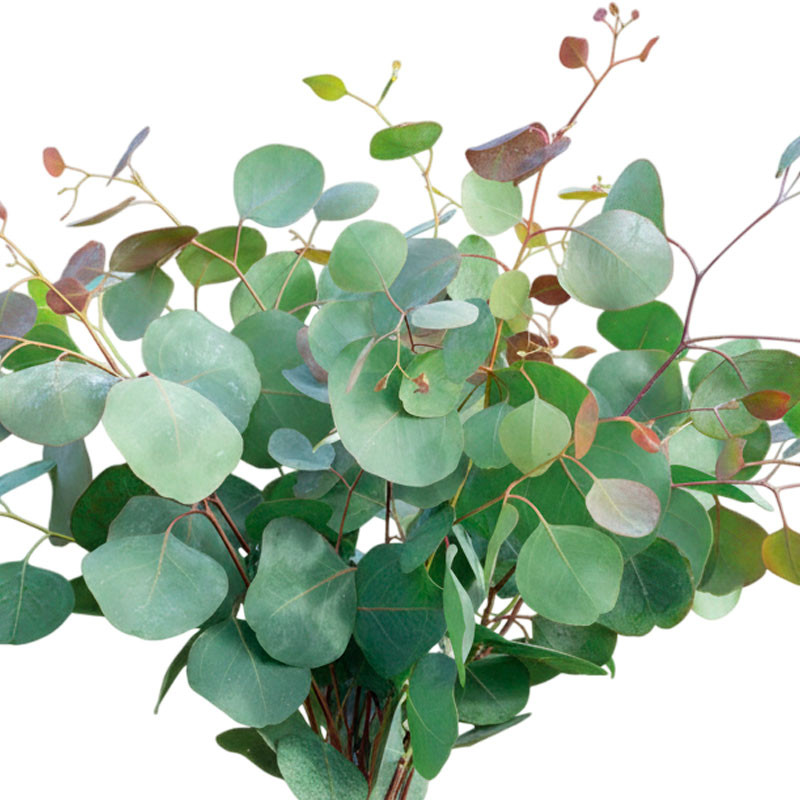  Eucalipto 100 Semillas Eucalyptus polyanthemos Flor Follaje Corte 68 Eucalipto 100 Semillas Eucalyptus polyanthemos Flor Follaj
