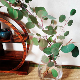  Eucalipto 100 Semillas Eucalyptus polyanthemos Flor Follaje Corte 68 Eucalipto 100 Semillas Eucalyptus polyanthemos Flor Follaj