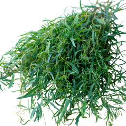  Eucalipto 100 Semillas Eucalyptus nicholii Willow Flor Follaje Corte 68 Eucalipto 100 Semillas Eucalyptus nicholii Willow Flor 