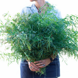  Eucalipto 100 Semillas Eucalyptus nicholii Willow Flor Follaje Corte 68 Eucalipto 100 Semillas Eucalyptus nicholii Willow Flor 