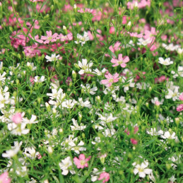  Gypsophila 1000 Semillas elegans Muralis Mix Cotton Candy Flor Colgante Jardin Maceta 75 Gypsophila 1000 Semillas elegans Mural