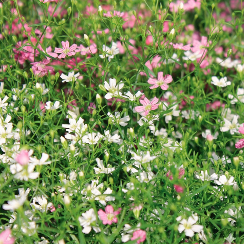 Gypsophila 1000 Semillas elegans Muralis Mix Cotton Candy Flor Colgante Jardin Maceta 75 Gypsophila 1000 Semillas elegans Mural Gypsophila 1000 Semillas elegans Muralis Mix Cotton Candy Flor Colgante Jardin Maceta 75 Gypsophila 1000 Semillas elegans Mural
