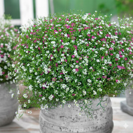  Gypsophila 1000 Semillas elegans Muralis Mix Cotton Candy Flor Colgante Jardin Maceta 75 Gypsophila 1000 Semillas elegans Mural