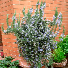  Romero 1000 Semillas Rosmarinus officinalis Herb Rosemary Rosy Pale Blue Flor Jardin 87.000001 Romero 1000 Semillas Rosmarinus 