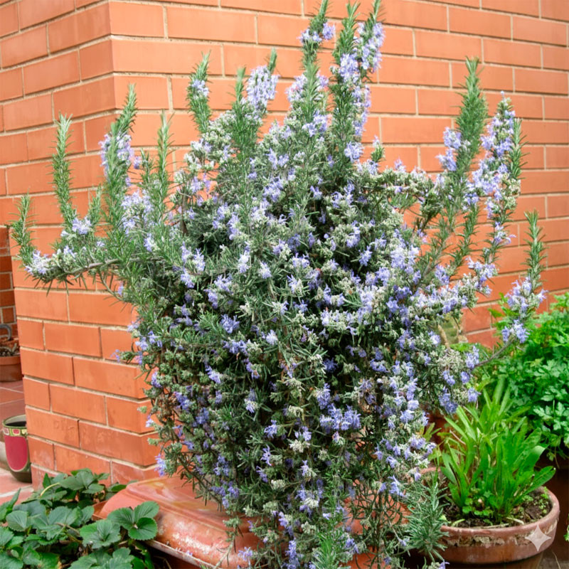  Romero 1000 Semillas Rosmarinus officinalis Herb Rosemary Rosy Pale Blue Flor Jardin 87.000001 Romero 1000 Semillas Rosmarinus 