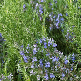  Romero 1000 Semillas Rosmarinus officinalis Herb Rosemary Rosy Pale Blue Flor Jardin 87.000001 Romero 1000 Semillas Rosmarinus 