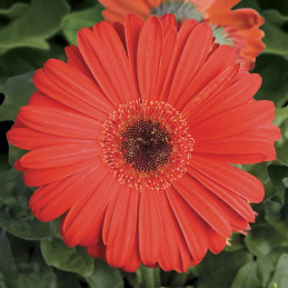  Gerbera 1000 Semillas jamesonii Jaguar Scarlet Shades Dark Center Flor Jardin Maceta 1056 Gerbera 1000 Semillas jamesonii Jagua