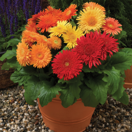  Gerbera 1000 Semillas jamesonii Cartwheel Autumn Colors Flor Jardin Maceta 1080 Gerbera 1000 Semillas jamesonii Cartwheel Autum