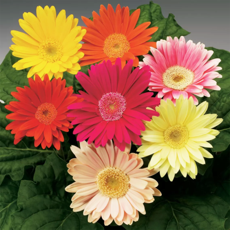 Gerbera 1000 Semillas jamesonii Jaguar Mix Flor Jardin Maceta FLOWER SEEDS-Gerbera 1000 Semillas jamesonii Jaguar Mix Flor Jardi
