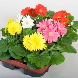Gerbera 1000 Semillas jamesonii Jaguar Mix Flor Jardin Maceta FLOWER SEEDS-Gerbera 1000 Semillas jamesonii Jaguar Mix Flor Jardi