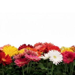Gerbera 1000 Semillas jamesonii Jaguar Mix Flor Jardin Maceta FLOWER SEEDS-Gerbera 1000 Semillas jamesonii Jaguar Mix Flor Jardi