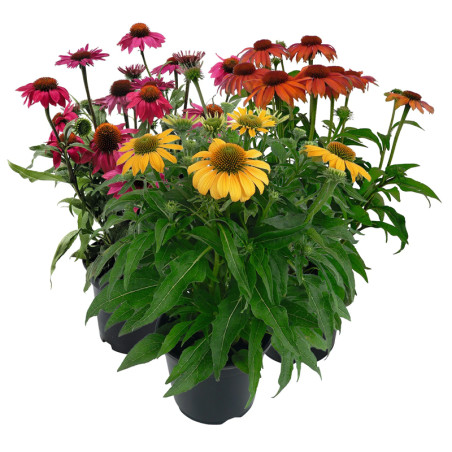  Equinacea 500 Semillas Echinacea purpurea PollyNation Golden Summer Mix Flor Jardin Maceta 394 Equinacea 500 Semillas Echinacea