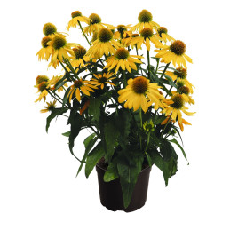  Equinacea 100 Semillas Echinacea purpurea PollyNation Yellow Flor Jardin Maceta 381 Equinacea 100 Semillas Echinacea purpurea P