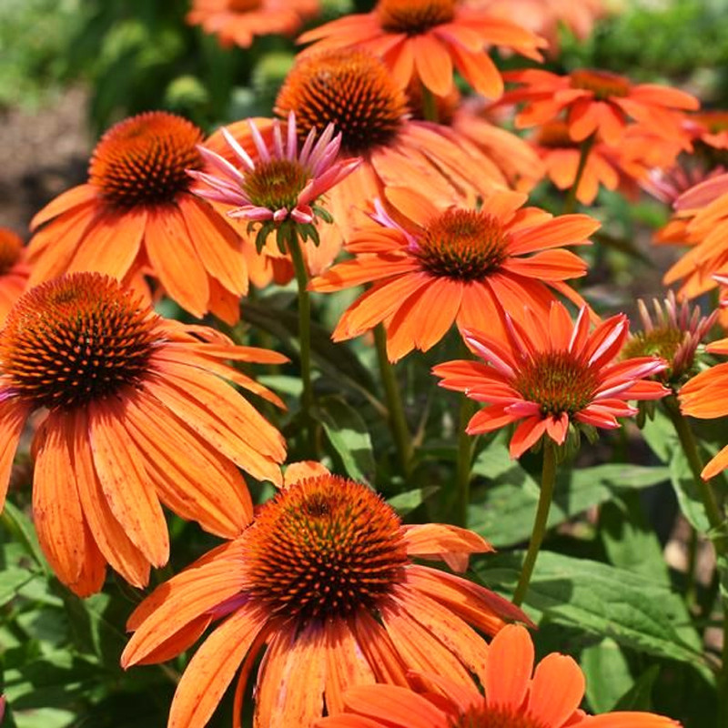  Equinacea 500 Semillas Echinacea purpurea PollyNation Orange Red Apex Flor Jardin Maceta 381 Equinacea 500 Semillas Echinacea p