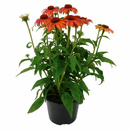  Equinacea 500 Semillas Echinacea purpurea PollyNation Orange Red Apex Flor Jardin Maceta 381 Equinacea 500 Semillas Echinacea p