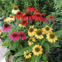  Equinacea 500 Semillas Echinacea purpurea PollyNation Mix Apex Flor Jardin Maceta 394 Equinacea 500 Semillas Echinacea purpurea