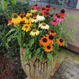  Equinacea 500 Semillas Echinacea purpurea PollyNation Mix Apex Flor Jardin Maceta 394 Equinacea 500 Semillas Echinacea purpurea