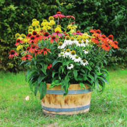  Equinacea 500 Semillas Echinacea purpurea PollyNation Mix Apex Flor Jardin Maceta 394 Equinacea 500 Semillas Echinacea purpurea