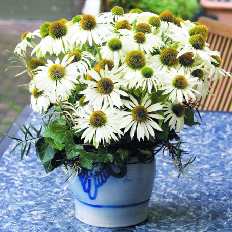  Equinacea 1000 Semillas Echinacea purpurea Primadonna White Apex Flor Jardin Maceta 185 Equinacea 1000 Semillas Echinacea purpu