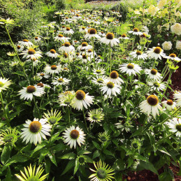  Equinacea 1000 Semillas Echinacea purpurea Primadonna White Apex Flor Jardin Maceta 185 Equinacea 1000 Semillas Echinacea purpu