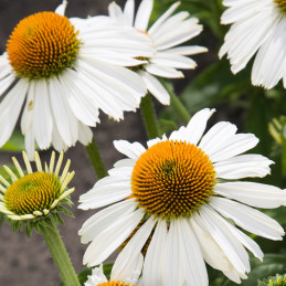  Equinacea 1000 Semillas Echinacea purpurea Primadonna White Apex Flor Jardin Maceta 185 Equinacea 1000 Semillas Echinacea purpu