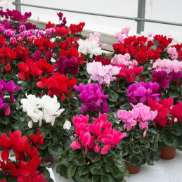  Ciclamen 100 Semillas Cyclamen persicum Halios HD Mix, Flor, Maceta, Ball Seed 135 Ciclamen 100 Semillas Cyclamen persicum Hali