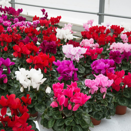  Ciclamen 100 Semillas Cyclamen persicum Halios HD Mix, Flor, Maceta, Ball Seed 135 Ciclamen 100 Semillas Cyclamen persicum Hali