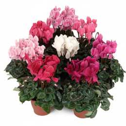  Ciclamen 100 Semillas Cyclamen persicum Super XL Mix Flor Maceta 135 Ciclamen 100 Semillas Cyclamen persicum Super XL Mix Flor 