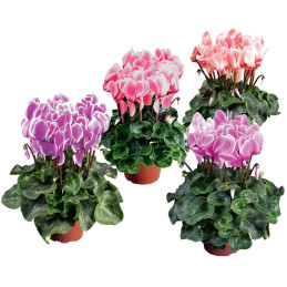  Ciclamen 100 Semillas Cyclamen persicum Super XL Mix Flame Flor Maceta 135 Ciclamen 100 Semillas Cyclamen persicum Super XL Mix