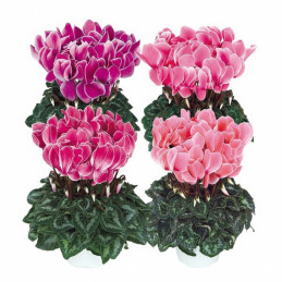 Ciclamen 100 Semillas Cyclamen persicum Super XL Mix Flame Flor Maceta FLOWER SEEDS-Ciclamen 100 Semillas Cyclamen persicum Supe