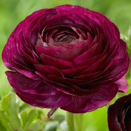  Ranunculo 500 Semillas Ranunculus asiaticus Sprinkles Violet PLT Flor Maceta 231 Ranunculo 500 Semillas Ranunculus asiaticus Sp