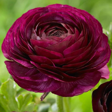 Ranunculo 500 Semillas Ranunculus asiaticus Sprinkles Violet PLT Flor Maceta FLOWER SEEDS-Ranunculo 500 Semillas Ranunculus asia