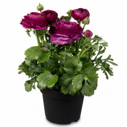 Ranunculo 500 Semillas Ranunculus asiaticus Sprinkles Violet PLT Flor Maceta FLOWER SEEDS-Ranunculo 500 Semillas Ranunculus asia