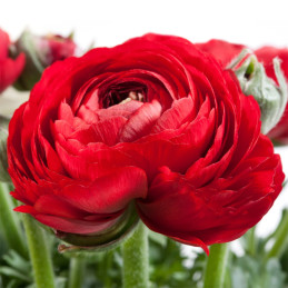  Ranunculo 500 Semillas Ranunculus asiaticus Sprinkles Red PLT Flor Maceta 231 Ranunculo 500 Semillas Ranunculus asiaticus Sprin