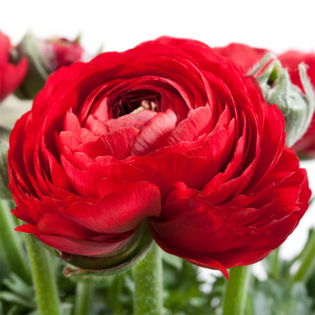 Ranunculo 500 Semillas Ranunculus asiaticus Sprinkles Red PLT Flor Maceta FLOWER SEEDS-Ranunculo 500 Semillas Ranunculus asiatic