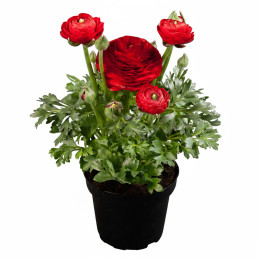 Ranunculo 500 Semillas Ranunculus asiaticus Sprinkles Red PLT Flor Maceta FLOWER SEEDS-Ranunculo 500 Semillas Ranunculus asiatic