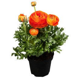 Ranunculo 500 Semillas Ranunculus asiaticus Sprinkles Orange PLT Flor Maceta FLOWER SEEDS-Ranunculo 500 Semillas Ranunculus asia