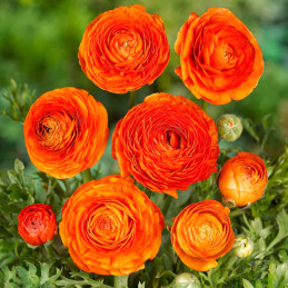 Ranunculo 500 Semillas Ranunculus asiaticus Sprinkles Orange PLT Flor Maceta FLOWER SEEDS-Ranunculo 500 Semillas Ranunculus asia