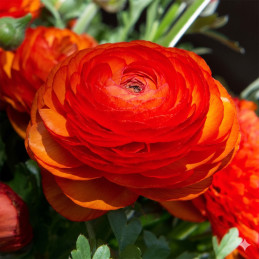  Ranunculo 500 Semillas Ranunculus asiaticus Sprinkles Orange PLT Flor Maceta 231 Ranunculo 500 Semillas Ranunculus asiaticus Sp