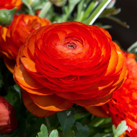 Ranunculo 500 Semillas Ranunculus asiaticus Sprinkles Orange PLT Flor Maceta FLOWER SEEDS-Ranunculo 500 Semillas Ranunculus asia